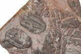 Ordovician Trilobite Plate - Tafraoute, Morocco #370533-1